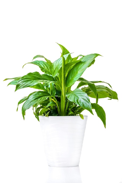 Spathiphyllum. Sier groene plant voor interieur gekweekt in een pot, geïsoleerd op een witte achtergrond. Detailopname.