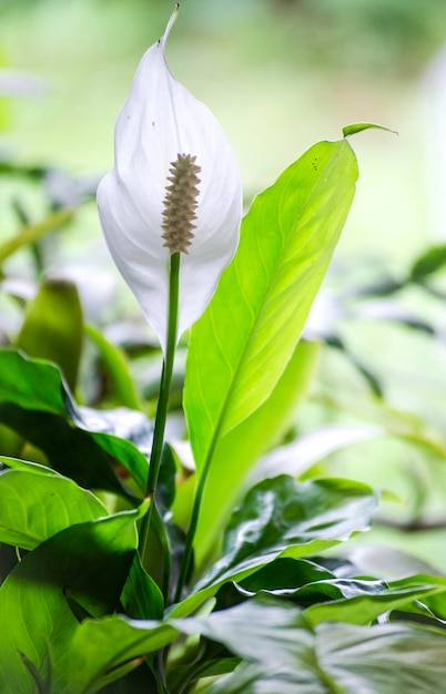 Spathiphyllum White Calla een bloemclose-up in de zomer bij daglicht
