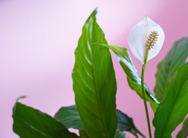 부드러운 분홍색 배경 근접 촬영에 Spathiphyllum 흰색 꽃과 녹색 잎