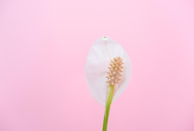 Спатифиллум белый цветок и зеленый лист на нежном розовом фоне крупным планом