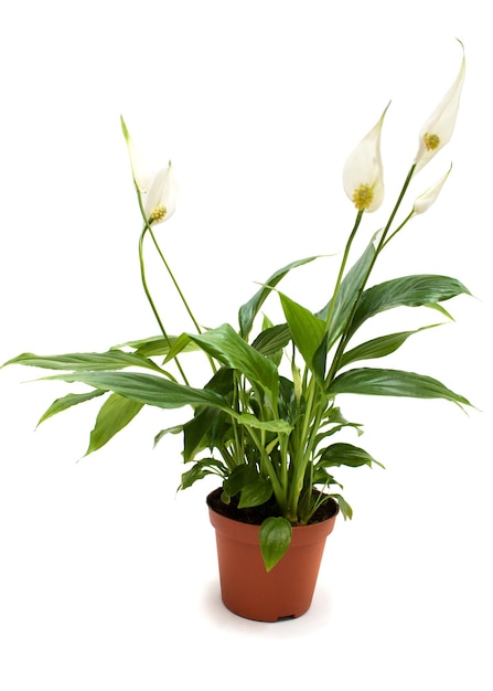 Spathiphyllum