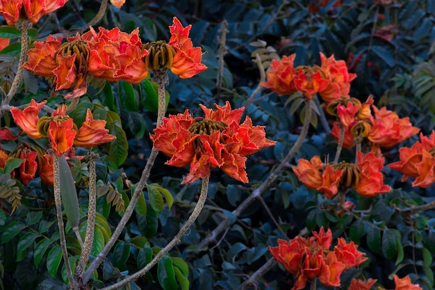 Photo spathodea campanulata o arbol de flores naranjas