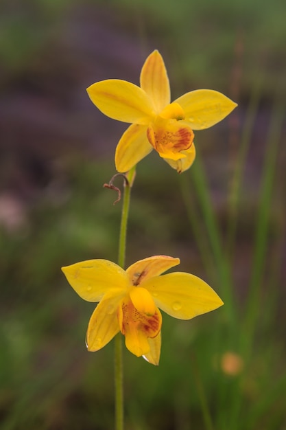 Photo spathoglottis lobbii lindl flower