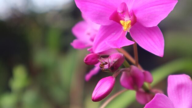 Spathoglottis plicata, deze bloem algemeen bekend als de Filippijnse gemalen orchidee, paarse bloem.