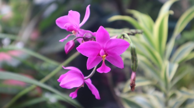 Spathoglottis plicata, this flower commonly known as the Philippine ground orchid, purple flower.