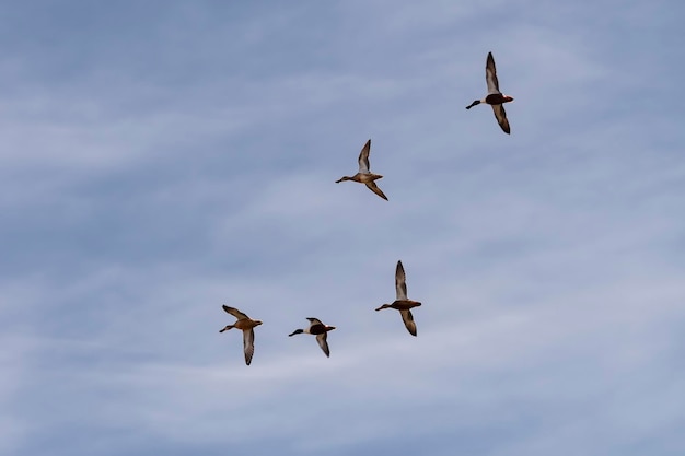 Spatula clypeata - il cucchiaio comune, è una specie di uccello anseriforme della famiglia degli anatidae