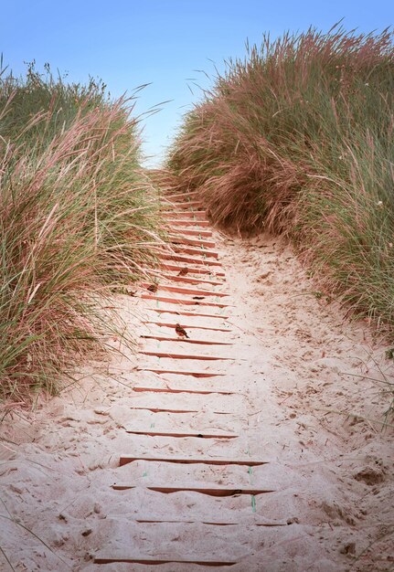 Foto spatzen auf der dune - i passeri