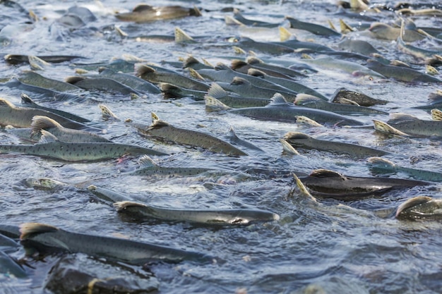 Spawning salmon