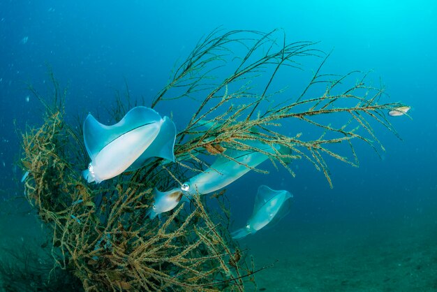 Foto calamari riproduttori ad angolo largo