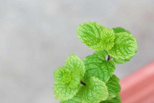 Spearmint leaves,Fresh peppermint