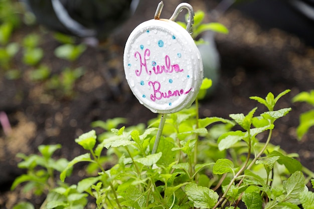 Photo spearmint (mentha spicata) plant with a small sign with its name written in spanish