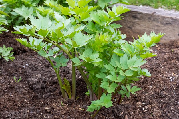 Specerijen en kruiden Lavasplant Levisticum officinale groeit in de tuin