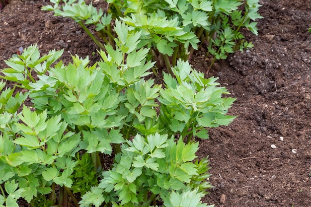 Specerijen en kruiden Lavasplant Levisticum officinale groeit in de tuin