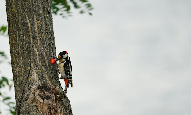 Specht die kers op een boom eet Kleurrijk spechtlandschap