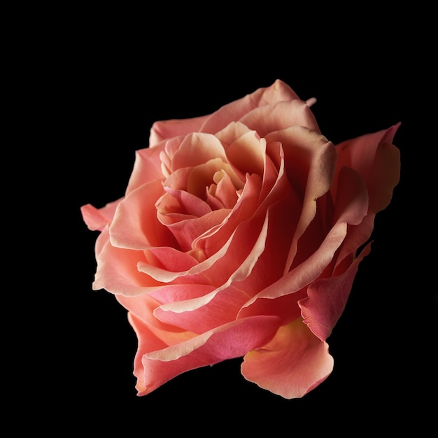 Speciaal voor jou Studio shot van een roos