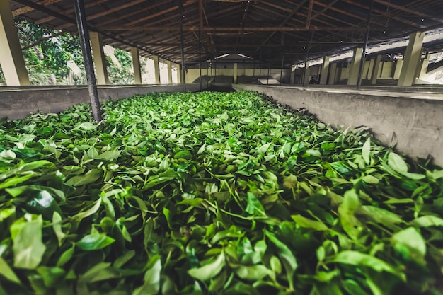 The special building for tea leaves storage on the tea plantation of Nuwara Eliya. Sri Lanka is one of the world s leading exporter of high-quality tea.