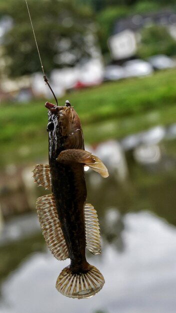 Foto pesci speciali catturati - grundel gobiidae