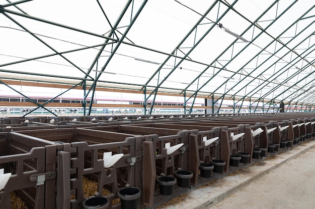 Special houses for calves on a modern dairy cow farm