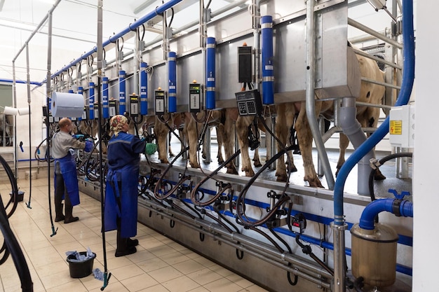 Special room for automatic milking of cows with two specialists installing nozzles on the teats of