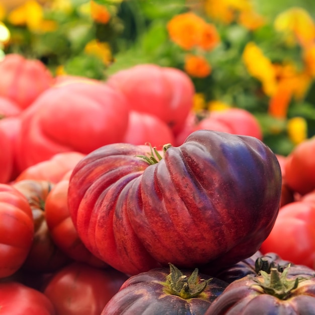 A special variety of mikado tomato closeup