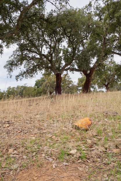 Образец Boletus Edulis на почве листьев на лугу