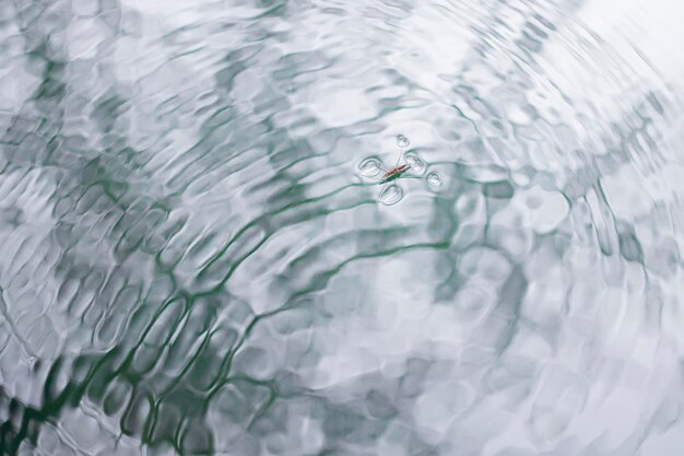 Фото Образец gerris lacustris, плавающий на воде, колеблемой ветром