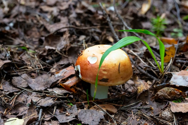 Specimen van paddestoel bloederige brittlegill, Russula sanguinea, Russulaceae. roze eetbare paddenstoel in het bos, september