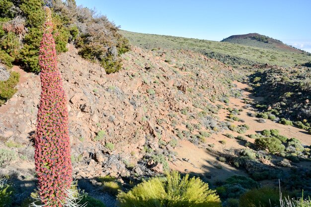 Foto esemplari di endemico rosso tenerife bugloss nel parco nazionale del teide isole canarie spagna