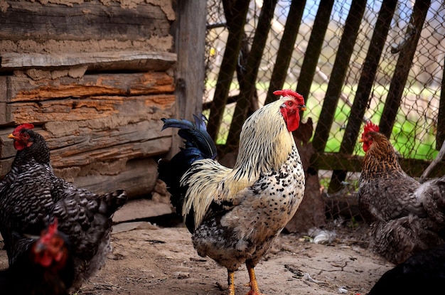 The speckled cock and hens walking in the chicken yard