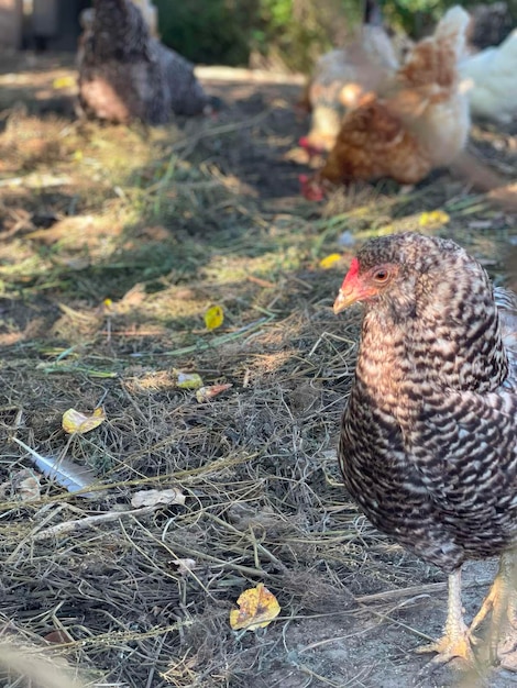 Photo a speckled country hen stands against a background of dry grass and leaves on the side