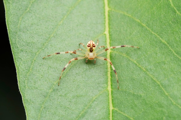 Photo speckled crab spider diaea dorsata satara maharashtra india