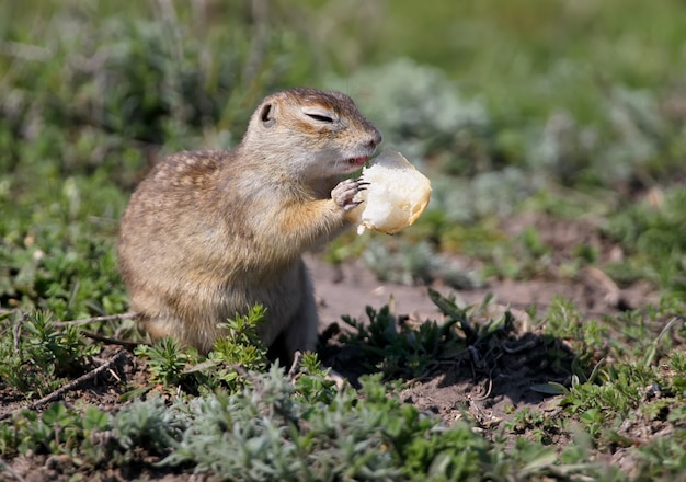 Крапчатый суслик или пятнистый суслик (Spermophilus suslicus) на земле ест хлеб.