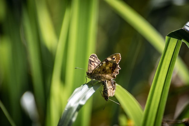 Macchiato di farfalle di legno pararge aegeria accoppiamento