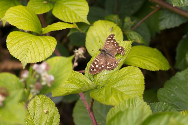 Speckled wood butterfly pararge aegeria perched on a leaf