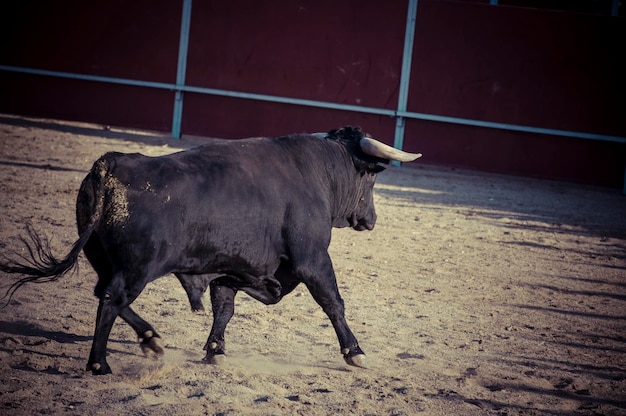 spectacle of bullfighting, where a bull fighting a bullfighter Spanish tradition