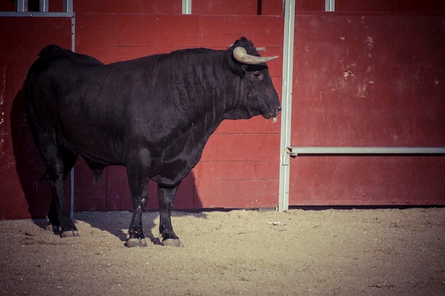 spectacle of bullfighting, where a bull fighting a bullfighter Spanish tradition