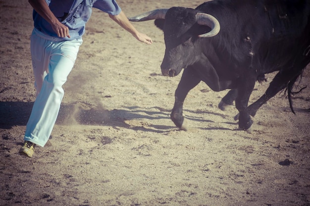 Photo spectacle of bullfighting, where a bull fighting a bullfighter spanish tradition