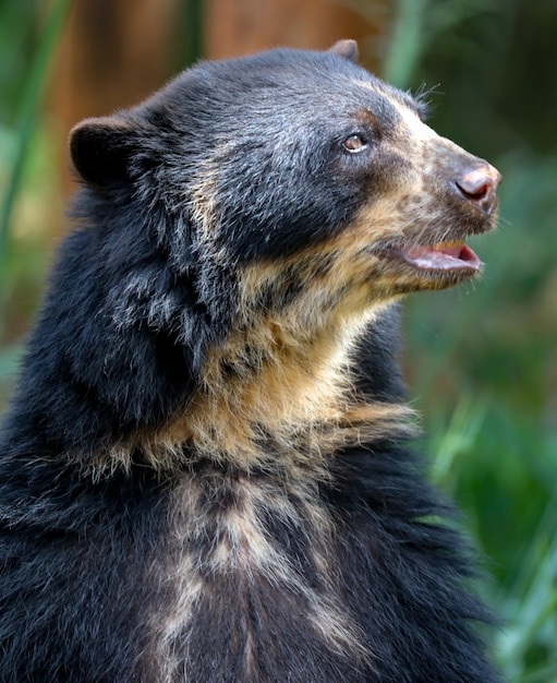 Очковый медведь Tremarctos ornatus в селективном фокусе и размытии глубины