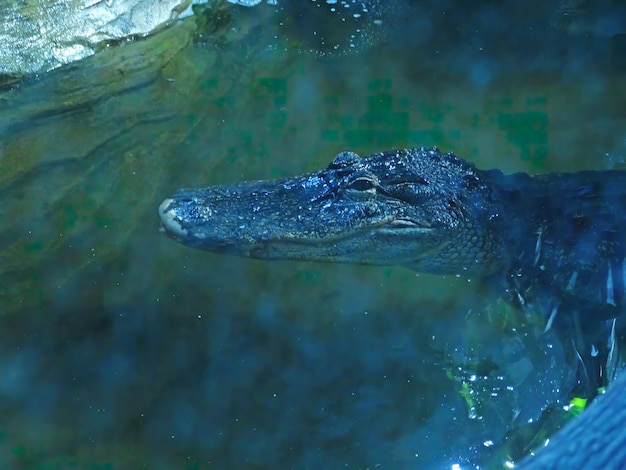 Spectacled Caiman jacare portrait in the water