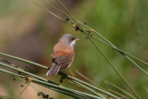 Spectacled warbler Sylvia conspicillata Malaga Spain