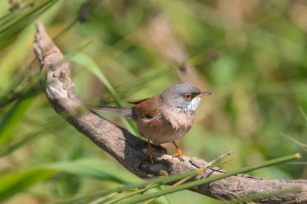 Spectacled warbler Sylvia conspicillata Malaga Spain