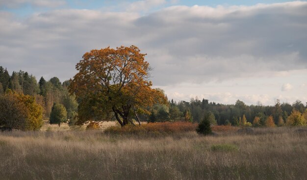 Spectaculair herfstlandschap Vergelend gebladerte van bomen Zonnig weer