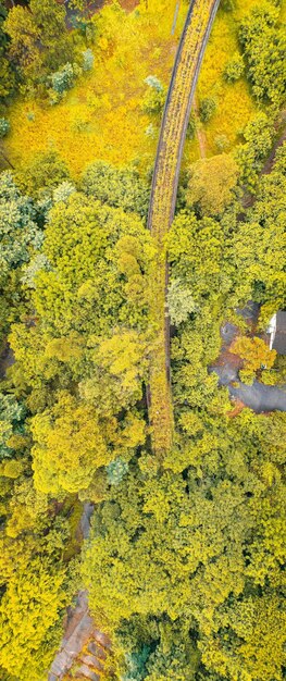 Spectacular aerial view of curvy road covered with fallen leaves going through lush yellow trees in