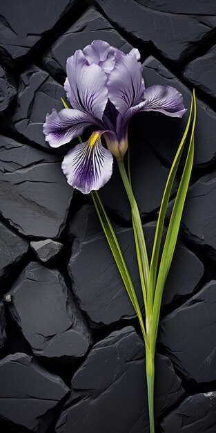 Spectacular Dark Black And Purple Flower On Stone