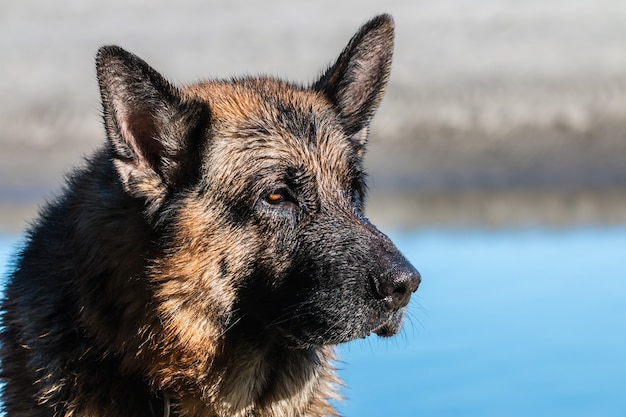 spectacular German shepherd dog