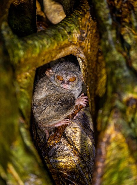 Spectral tarsier is sitting in the hollow of a tropical tree in the jungle Indonesia Sulawesi Island