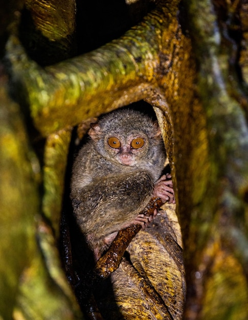 Spectral tarsier is sitting in the hollow of a tropical tree in the jungle Indonesia Sulawesi Island