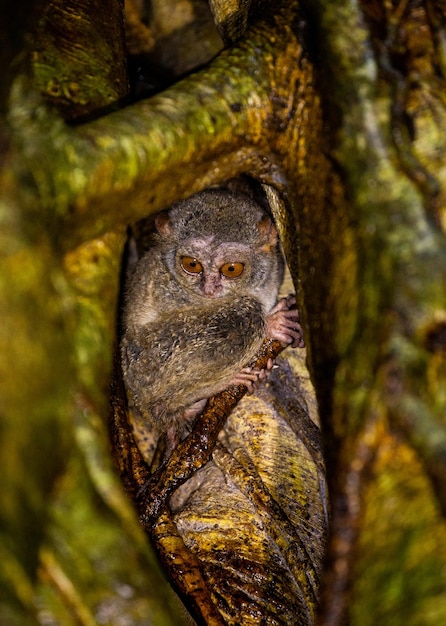 Spectral tarsier is sitting in the hollow of a tropical tree in the jungle Indonesia Sulawesi Island