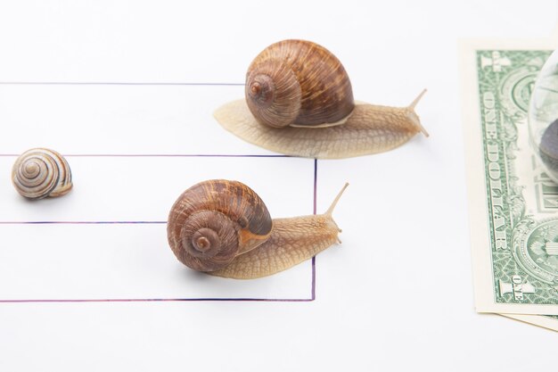 Speed to achieve financial well-being. snails run to the finish line with money. breakthrough and perseverance in the business. business relationship competition metaphor.