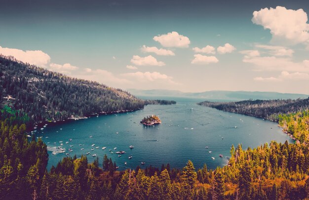 Speed boats amidst a pine forest oasis